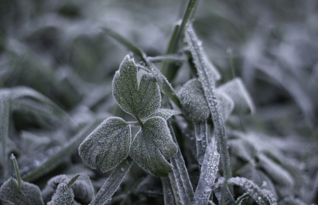 В Киеве и области прогнозируют заморозки: объявили предупреждение