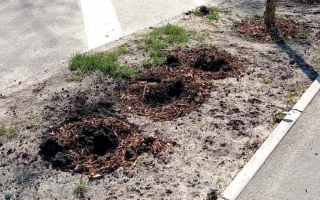 Из киевских парков и скверов массово исчезают растения: в Киевзеленстрое жалуются, что только из одного из скверов за последний месяц выкопали 7 деревьев