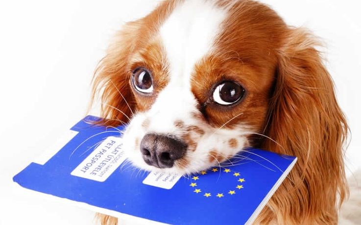 Обновлены требования к перемещению животных на территорию стран ЕС, которые граничат с Украиной