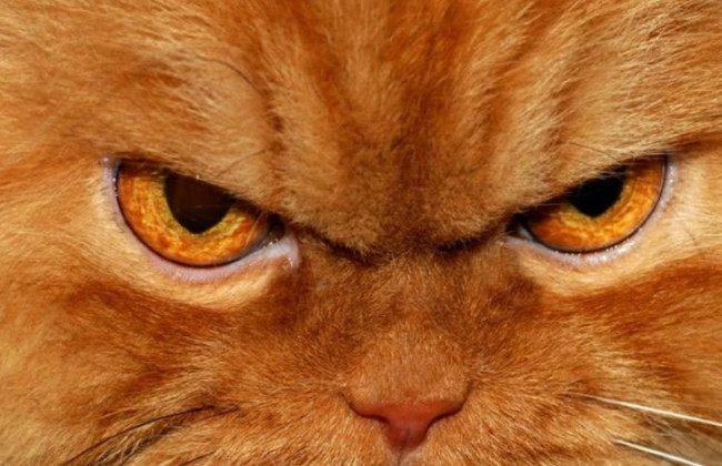 Кіт допоміг поліції спіймати небезпечного злочинця: як він це зробив