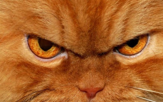 Кіт допоміг поліції спіймати небезпечного злочинця: як він це зробив