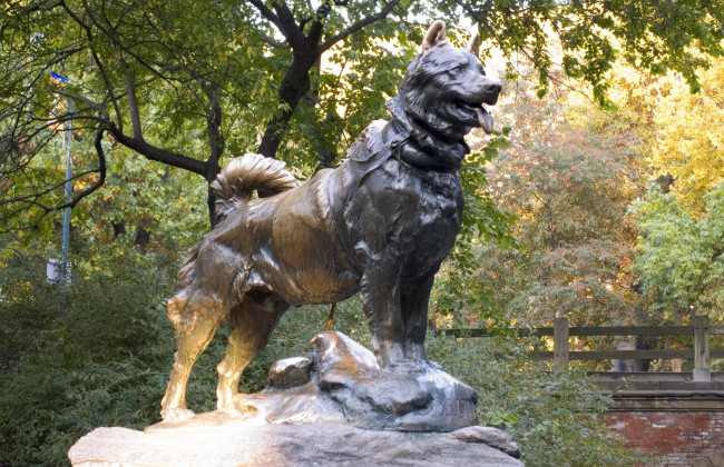 Ученые расшифровали ДНК легендарной собаки Балто: у нее не обнаружили волчьего происхождения