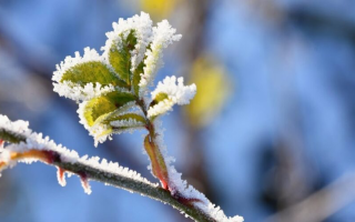 Какая будет погода в начале мая: прогноз