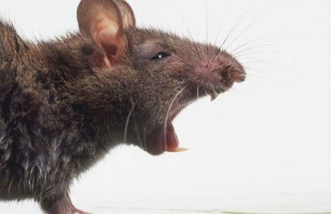 З поліції таємниче зникли 500 кілограм маріхуани: звинувачують полчища голодних щурів