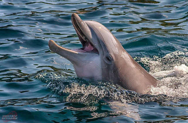 Екологічна катастрофа: біля окупованого Криму знайдено багато загиблих дельфінів