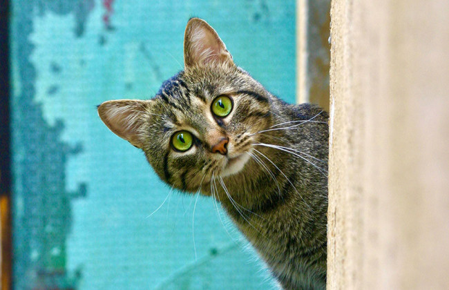 У Греції чоловік скинув кота з 8-метрової висоти