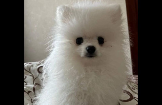 Смертельный груминг в Киевской области: в полиции сообщили, от чего умер щенок
