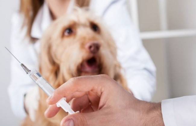 Бешенство на Одесщине: в одной из общин ввели карантин