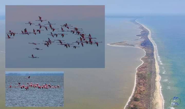 У заповідник Одещини завітали казкові фламінго, фото