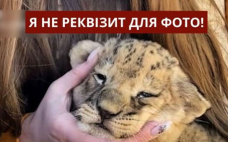 Левенят використовують як «реквізит» для фото: зоозахисники звернулись у поліцію через дії зоопарку