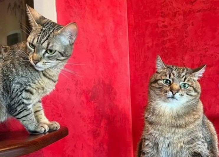 Відомий харківський кіт Степан показав своє подружнє життя: яскраві фото