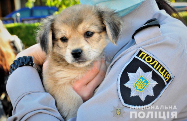 Полицейские приняли участие в тренинге о квалификации правонарушений в сфере жестокого обращения с животными