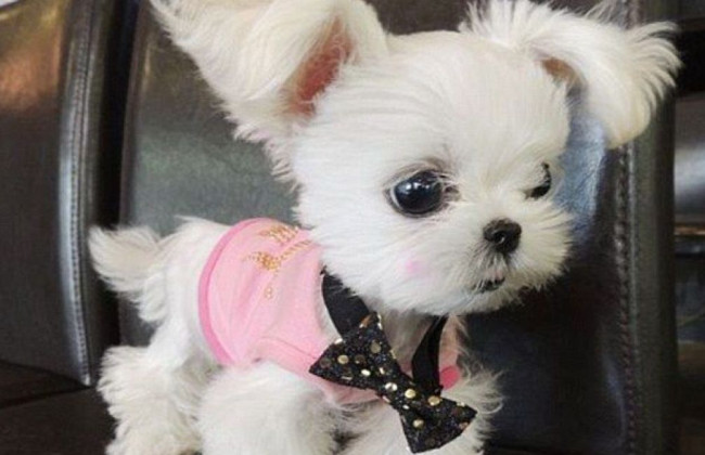 В Финляндии заработал официальный реестр собак