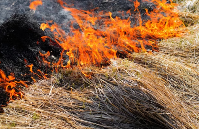 В Киеве и области ожидается чрезвычайный уровень пожарной опасности – Укргидрометцентр