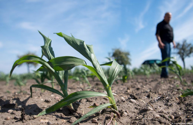 Верховная Рада отменила проверку покупателей земельных участков под сады и огороды у нотариуса