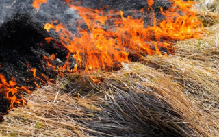 В Києві та області очікується надзвичайний рівень пожежної небезпеки – Укргідрометцентр