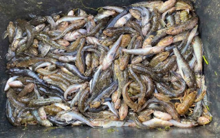 На Херсонщині браконьєри наловили риби й раків на майже 5 млн гривень