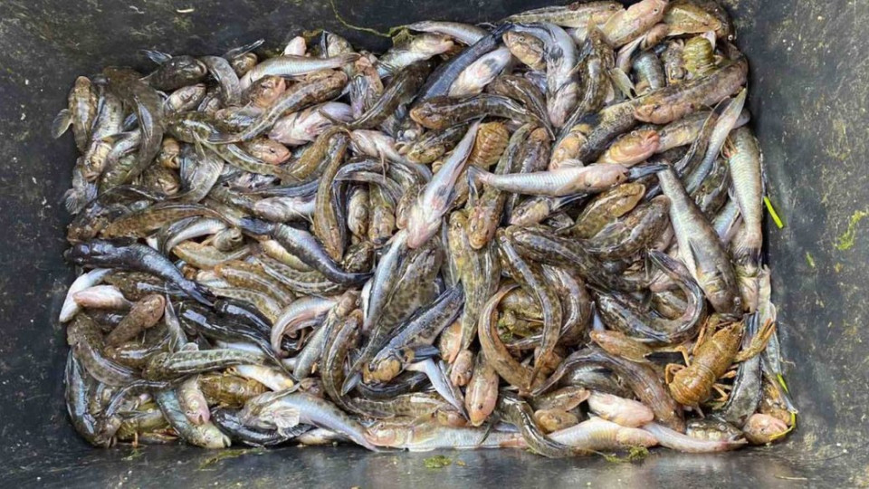 На Херсонщине браконьеры наловили рыбы и раков почти на 5 млн гривен