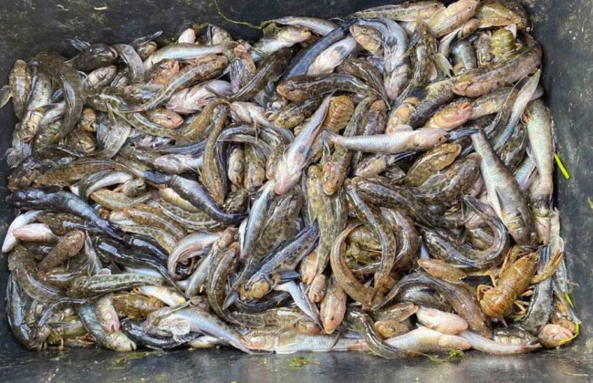 На Херсонщине браконьеры наловили рыбы и раков почти на 5 млн гривен