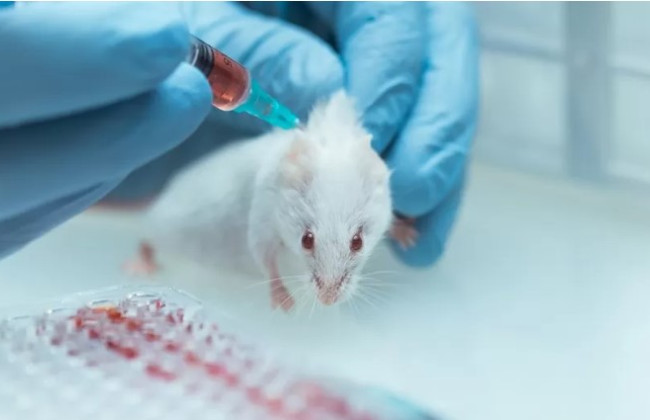 В Британии разрешили тестировать косметику на животных после 25-летнего запрета