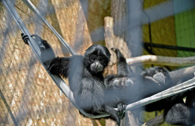 Нанесли ущерб бюджету на реконструкции павильона для приматов Киевского зоопарка: будут судить чиновников КП и подрядчика