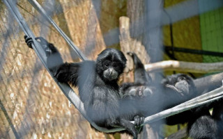 Завдали збитків бюджету на реконструкції павільйону для приматів Київського зоопарку:  судитимуть посадовців КП та підрядника