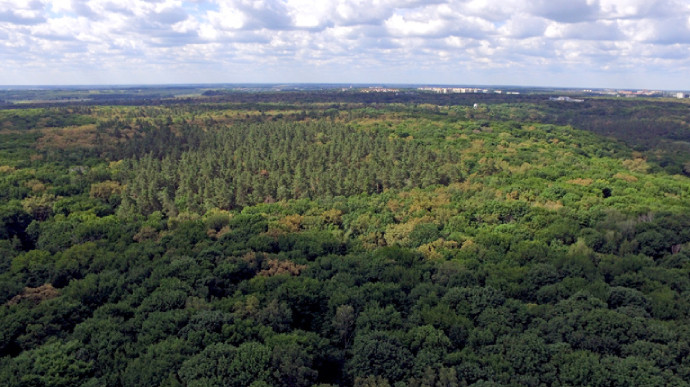 У Києві діє заборона на відвідування лісів: на порушників чекає штраф у кілька тисяч гривень
