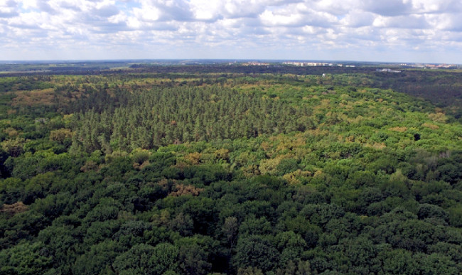 У Києві діє заборона на відвідування лісів: на порушників чекає штраф у кілька тисяч гривень