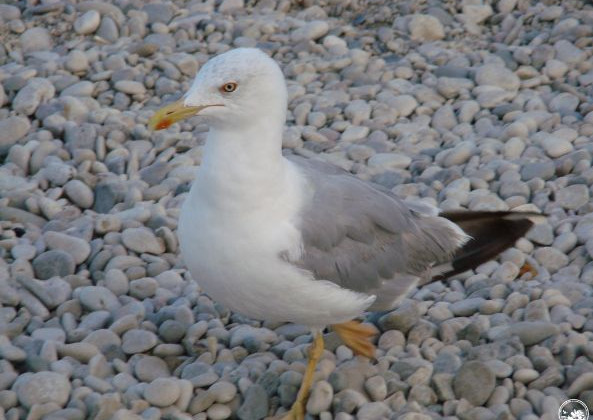 У Чорнобильській зоні помітили незвичного птаха: фото