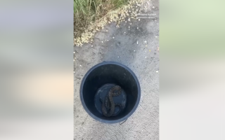 Полицейские в Запорожье «эвакуировали» змею с детской площадки: видео