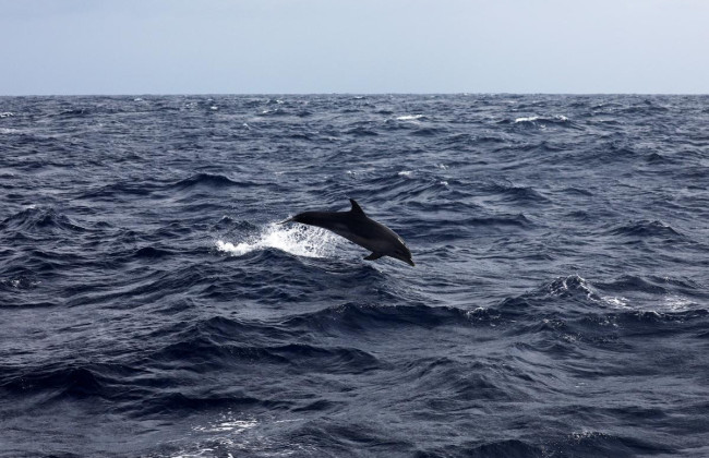 Последствия российской оккупации: в Азовском море гибнут дельфины, видео
