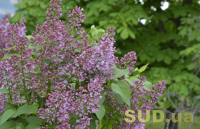 20 мая: какой сегодня праздник и главные события