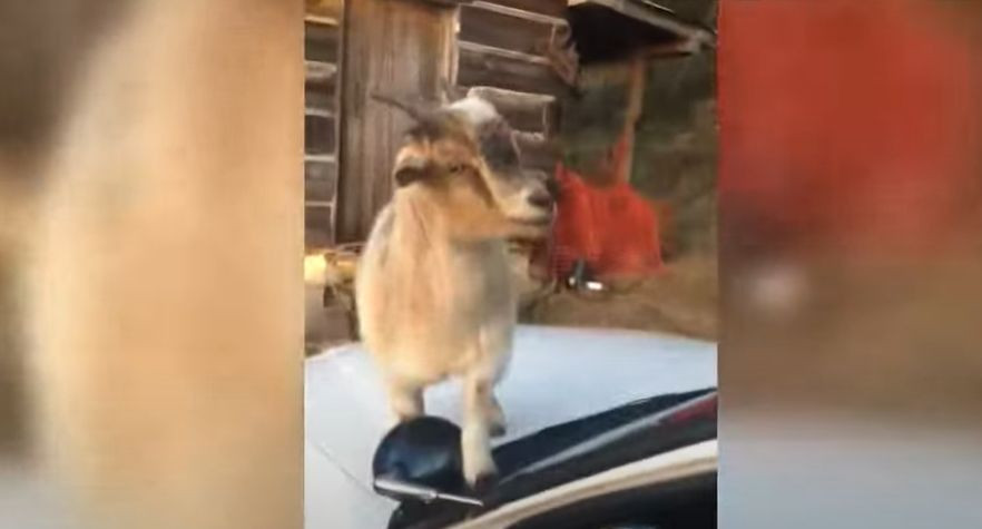 Кози «захопили» авто помічника шерифа та з’їли його документи: смішне відео