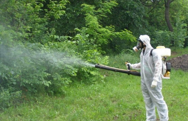 В Києві парки оброблятимуть отрутою від кліщів: куди краще не ходити