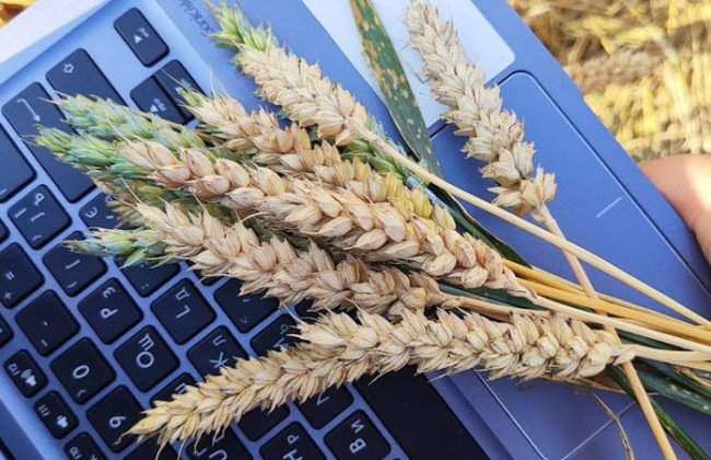 Раде рекомендуют ввести электронные аграрные расписки