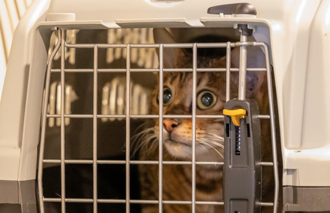 Виїзд за кордон з домашніми улюбленцями: що слід знати власникам тварин