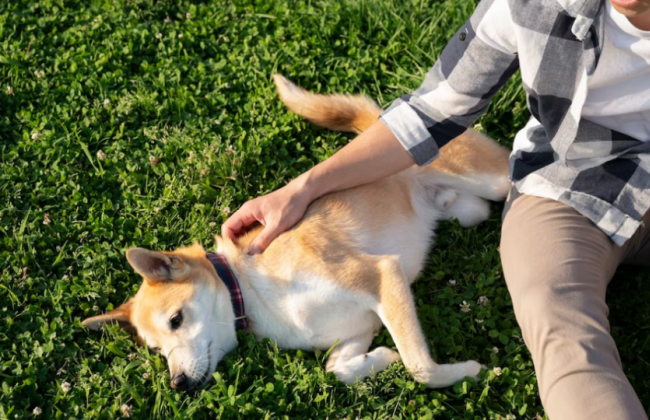 Який рівень забрудненості повітря та радіаційний фон у Києві 25 травня