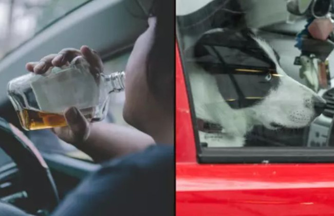 Пьяный водитель посадил собаку за руль, чтобы избежать наказания: что сделала полиция