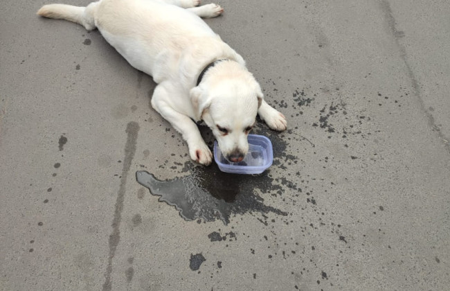 В Одесі на жінку, яка залишила песика в зачиненій автівці в задуху, поліція склала адмінматеріали
