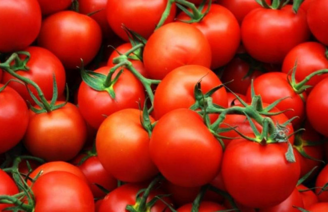 В Одеську область завезли помідори, заражені томатною міллю