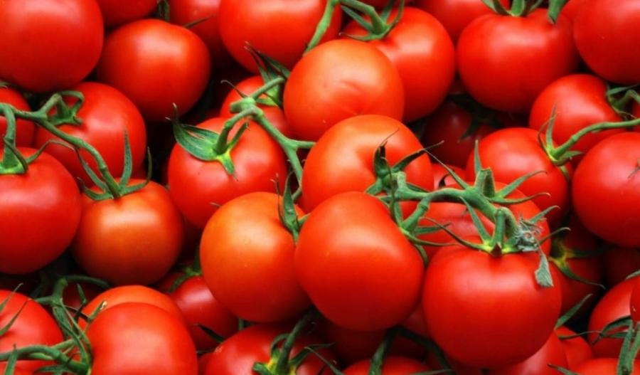 В Одесскую область завезли помидоры, зараженные томатной молью