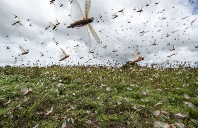 Боевые насекомые из биолаборатории: пропагандисты придумали, что Украина использовала саранчу для уничтожения посевов в Луганской области