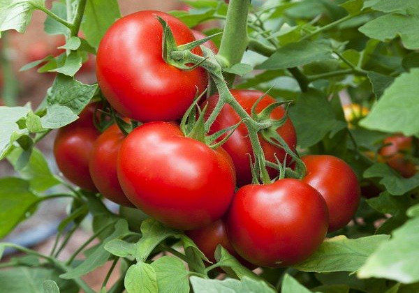 В Україні знизилась ціна на популярний салатний овоч