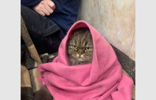 Настрій всіх українців після атак рф: соцмережі підкорила кішка Хлоя з київського метро, фото