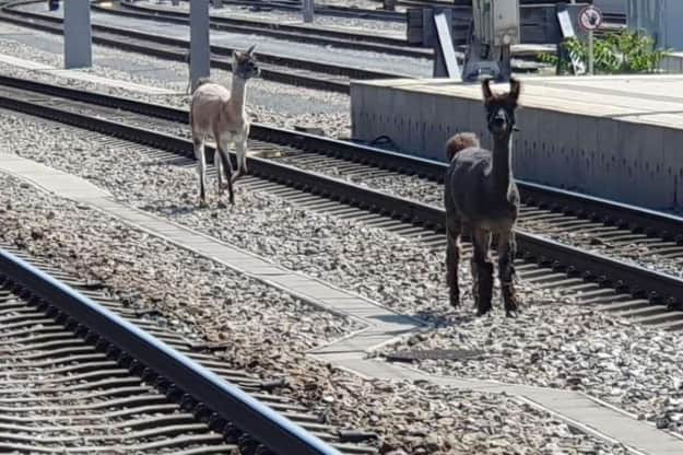В Австрии ламы убежали из цирка и заблокировали движение поездов, фото