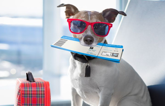 Выезд с домашним любимцем за границу: где получить международный ветеринарный сертификат