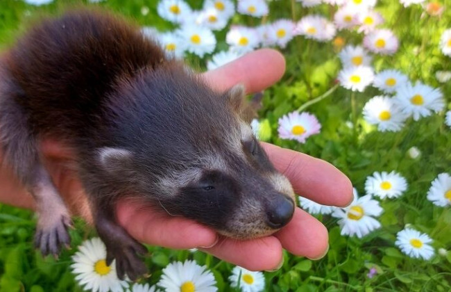 Попугай Веня, белки и морские свинки: некоторым животным из зоопарка  «Сказочная Диброва» удалось спастись