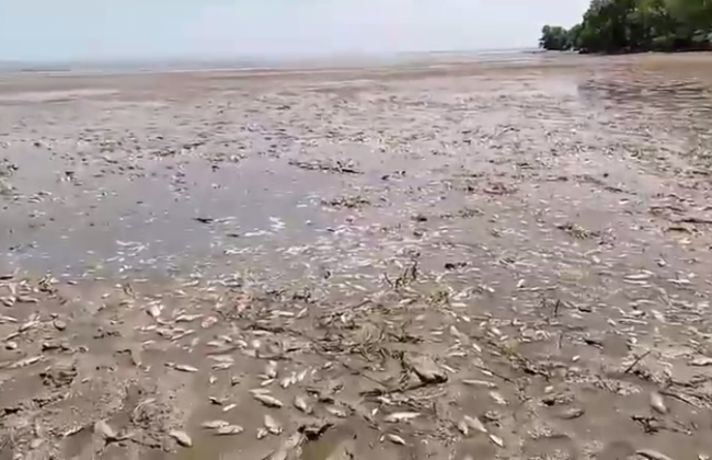 Министерство здравоохранения предупреждает о море рыбы на Херсонщине и в подтопленных районах на Запорожье
