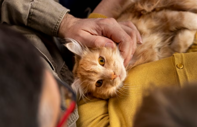 В Киеве в тестовом режиме заработал сервис поиска передержки для животных «єКуточок»