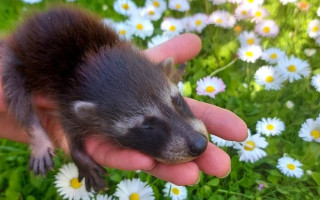 Папуга Вєня, білки та морські свинки: деяким тваринам із зоопарку  «Казкова Діброва» таки вдалося врятуватися